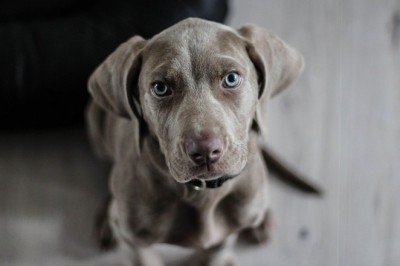 Köpeğin Adı Badi-62