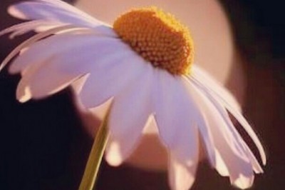 Mahkumiyetten Masumiyetin Sonsuz Varoluşuna: Bir Münezzeh Papatya