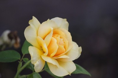 Yirminci Gün - Merve Altın