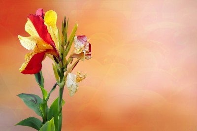 Yitik - Harun Sarıgül